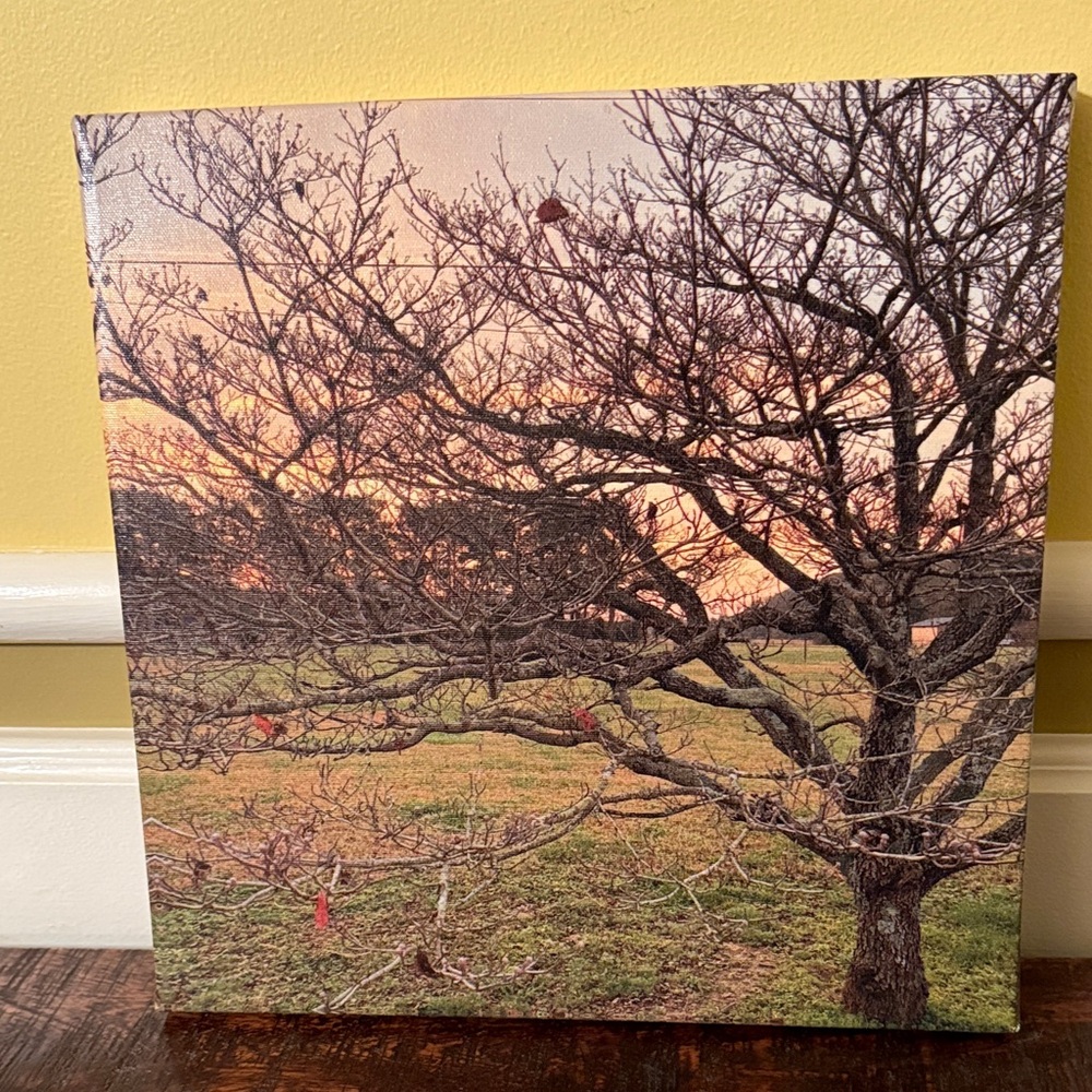 Sunset Tree Canvas Art Print